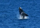 Kangaroo Island as the first Southern Right Whale of the season appears