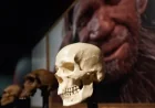 Neanderthals Brain Scans Challenge Old Assumptions About Why They Vanished