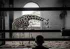 London Zoo at 200: 3 ways a new £20m hospital is reigniting the debate