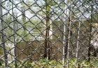 Asahiyama Zoo Delays Reopening Until Friday Over Incinerator Probe