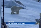 Joy Keats Captures April 19 St. Anthony Polar Bear Video