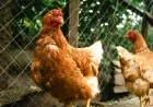CDC Investigating Drug-Resistant Salmonella Outbreak Tied to Backyard Poultry Across 13 States