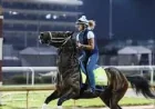 Emerging Market Holds 15-1 Derby Horses 2026 Value Play