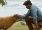 Hugh Jackman Leads Sheep Detectives Into a PG Murder Mystery