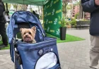 New Jersey Lottery unveils 18 dogs for Jersey Dog scratch-off