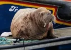 Magnus the Walrus Stops in Findochty After Five Scottish Sightings