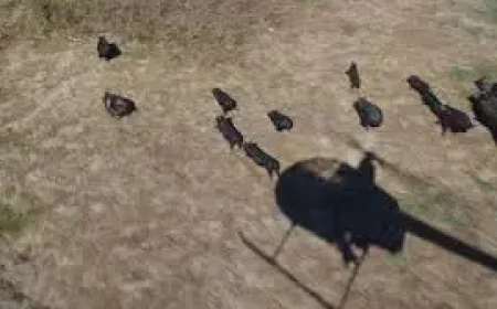 Fuel Rationing: ‘Kick in the guts’ — How a temporary excise cut and a gas tax inquiry are reshaping fears