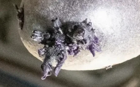 Iss Photo of Purple ‘Tentacled’ Potato Offers 5 Revelations About Space Farming