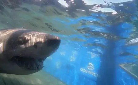 Massive 1,400-pound great white ‘Breton’ pings near uncharted waters off Turks And Caicos