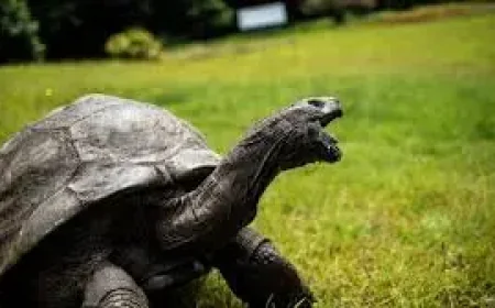 Jonathan Tortoise Death: End of a 193-Year Life as an Era Closes