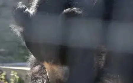 San Diego Zoo transfer brings Kartick the sloth bear to Kansas, and a careful new start at Sunset Zoo