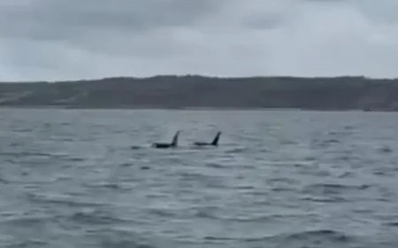 Steve Backshall: AI slop is harming vital wildlife work — and a rare orca sighting sharpens the warning