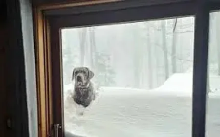 Urgent: Tempête De Neige Set to Slam Eastern Quebec This Good Friday