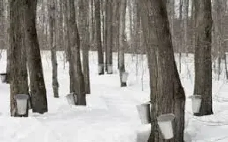 Bogus Maple Syrup Quebec: Cans Labeled “Pure” Found to Contain Cane Sugar