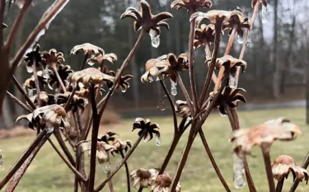 Ice Storm Warning: ice storm warning shutters schools, sparks outages across Minnesota and Northeast Wisconsin