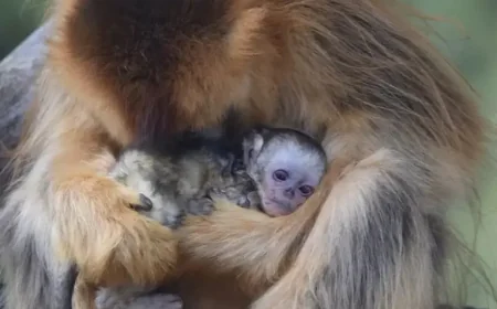 Singe: A golden infant at ZooParc de Beauval rewrites conservation hopes