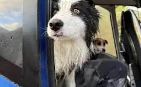 Border Collie Rescue Reveals a Funding Gap: How a Week-Long Search Was Paid for in Hours