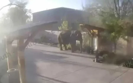 Zoo: Zookeepers Surprised After Elephant Slips Through Perimeter Fencing for Morning Stroll