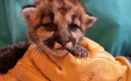 Rescued: Abandoned Baby Mountain Lion Found in Southern California