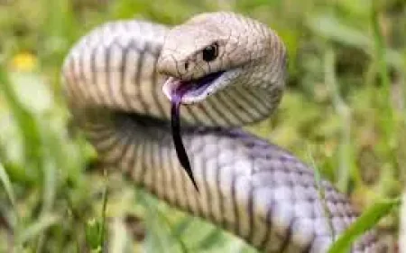 Australia East Coast Snake Warning Reveals Venomous Species Moving Into Suburbs