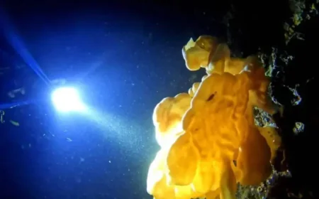 Cloud Sponge Discovery Exposes a Hidden Fragility Beneath B.C. Waters
