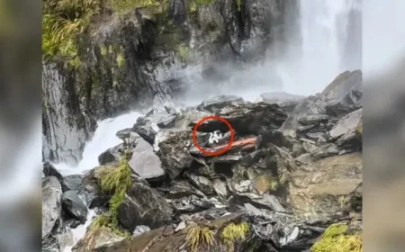 Border Collie Rescue Ends a Week of Waiting in New Zealand Backcountry