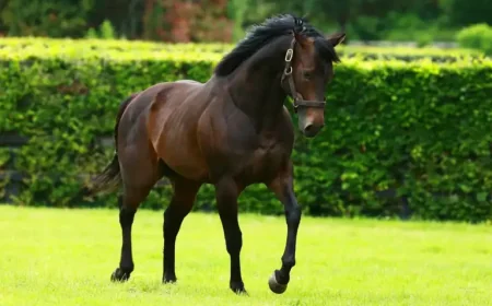 Puerto Rico Half-Sister Nevermindtherain Debuts At Cork: 1 Key Racing Angle