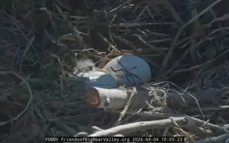 Pip at Big Bear: Jackie and Shadow’s first eaglet brings a quiet turn in the nest
