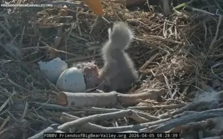 Bald Eagles Big Bear as the Nest’s Newest Eaglets Arrive