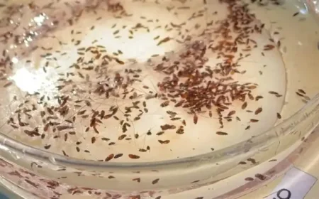 Flea-borne Typhus Cases La: What a Record Surge Means for Families Across Los Angeles County