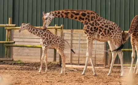 West Midlands Safari Park: 2 baby giraffes take first steps outside, one gets the ‘zoomies’