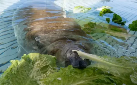 Seaworld Orlando recovery ends with 1 surprising manatee release after storm drain rescue