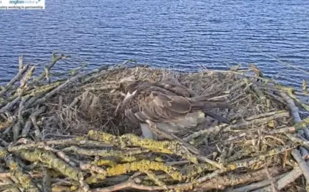 Rutland Water osprey lays Easter Sunday egg