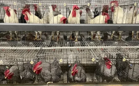 Saskatchewan egg facility plan reveals 3 housing systems in $15.6M shift