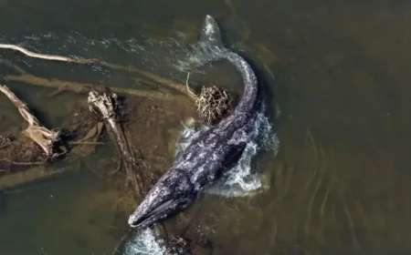 Whale Dies After Swimming Deep Into Washington’s Willapa River