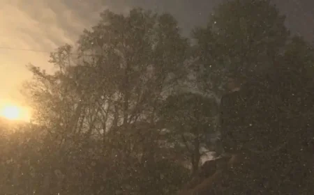 Pollen Count in Arkansas Hits Red Zone: 7 Spring Allergy Facts That Explain the Surge