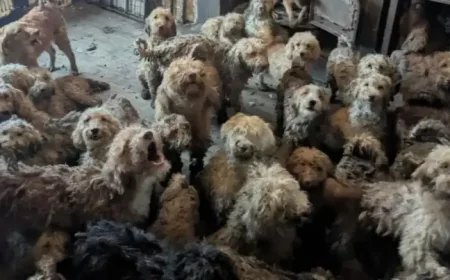 250 Dogs Found Uk House: Cockapoos Left With Major Sight Loss