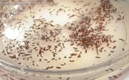 Los Angeles Flea Borne Typhus: Record Cases Reveal a Hidden Hospital Burden in L.A. County