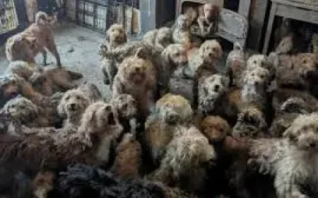250 Dogs Found Uk House: Inside the RSPCA Rescue That Left Even Inspectors Stunned
