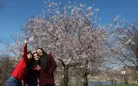 Bloom in Jackson Park as 2025 approaches