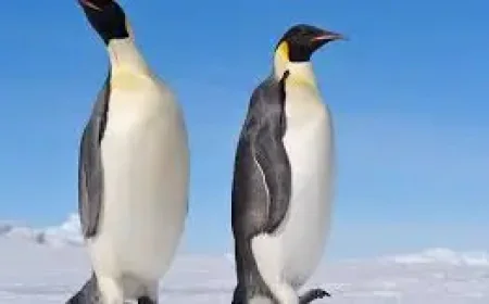 Emperor Penguin on the Edge: How a Vanishing Ice Sheet Is Reshaping a Species