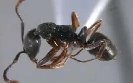 Ants With a Deadly Sting Are Spreading Across the U.S., and Families Are Learning to Notice Them