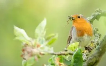 Rspb warns of a summer bird-feeding shift that could help curb disease spread