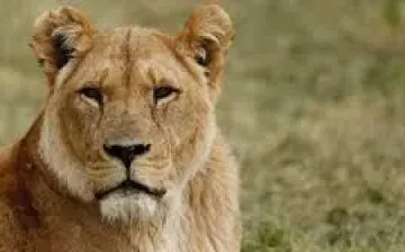 Longleat marks 60 years of a ‘world first’ that changed safari park history