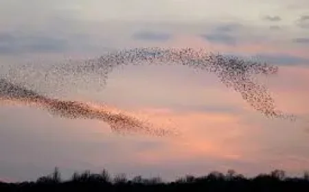 Rspb Feeding Birds: 3 reasons the charity wants feeders paused this summer