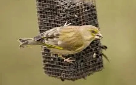Feeding Birds Rspb: 5 reasons the summer warning matters now