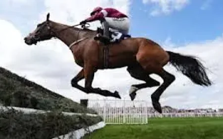 Gold Dancer Put Down Aintree: 7-Year-Old Dies After Mildmay Novices’ Chase Win