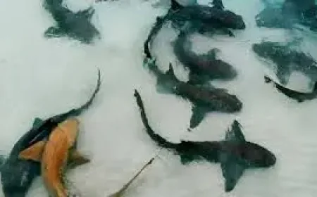 Thrash Netflix and the human cost of a movie that never quite lands