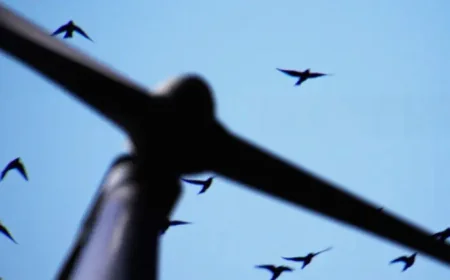 Wind Turbine Data Gives Birds a New Place in the Energy Debate