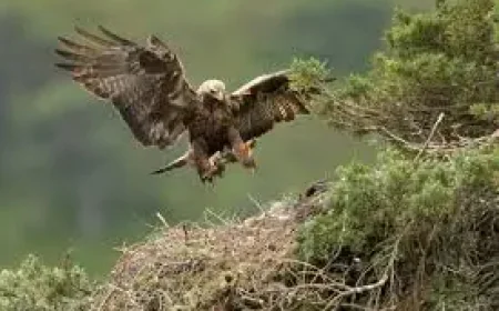England Golden Eagle Reintroduction Gains £1m Backing as Return Plan Advances